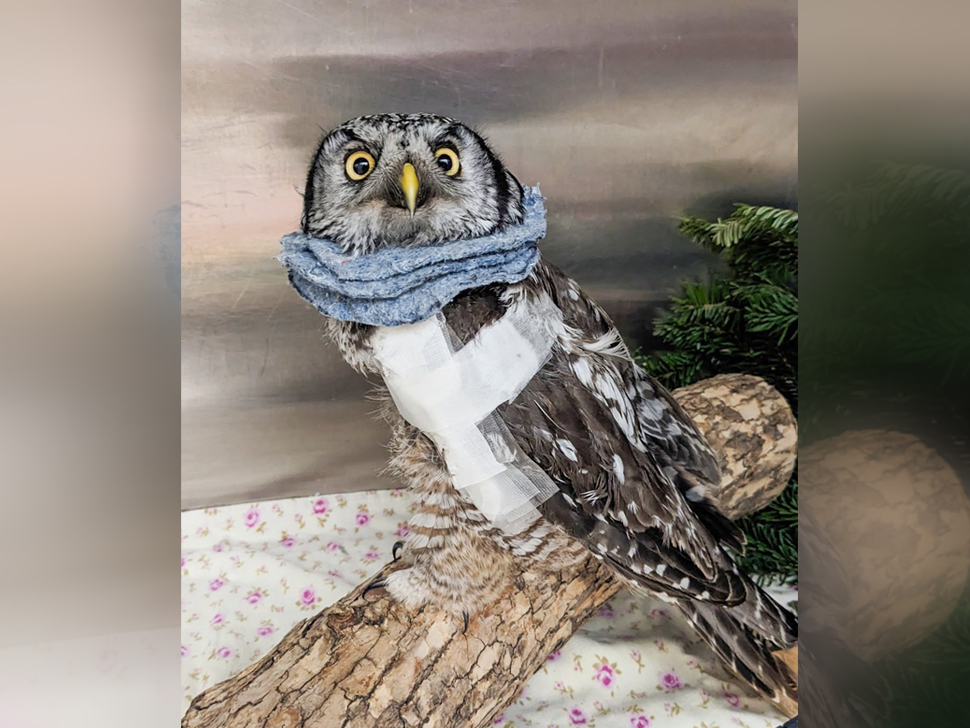 Wildlife Haven celebrates recovery of rare owl found in the